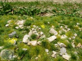 Kora nyári talaj sok kővel - fűlap
