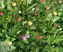 Meadow Flowers - 1/32, 1/35