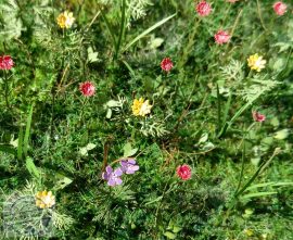 Meadow Flowers - 1/32, 1/35