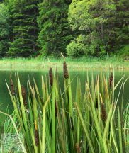 Bulrushes 1:45 / 1:48 / 1:56 - Buzogány