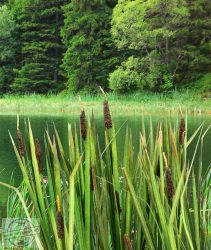 Bulrushes 1:45 / 1:48 / 1:56 - Buzogány